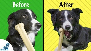 7 Ways To Train Your Dog To Like Chew Toys - Professional Dog Training Tips