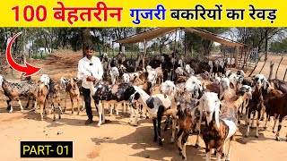 100 गुजरी बकरियों का रेवड़ | Gujri goat farming | Bakri palan| बकरी पालन