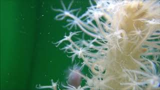 餌を食べるウミサボテン②【浅虫水族館公式】