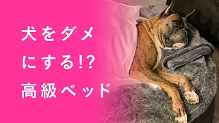 犬をダメにする高級ベッド、アンビエントラウンジ