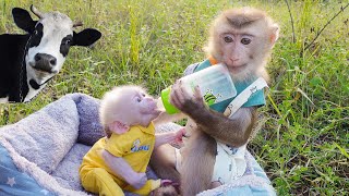 Pupu monkey hides from cow in the forest with baby monkey Poki