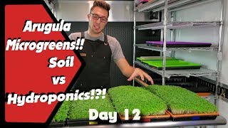 Arugula Microgreens!! Dirt vs Hydroponics!?!