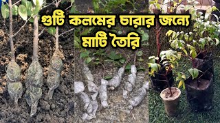 গুটি কলমের চারার জন্যে মাটি রেডি করবেন কিভাবে? পার্সিয়ান জুইয়ের গুটি কেটে নিলাম।