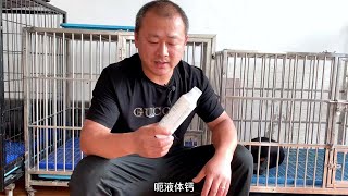 狗狗如何正确高效补钙？杜宾铲屎官必看！#狗狗缺钙 #狗狗的日常