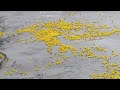 duck a thon thousands of rubber ducks floating in the ocean.