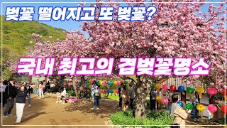 벚꽃 다떨어지고 나서 볼수있는 몽실통통 벚꽃 | 최고의 겹벚꽃 명소 | 선암사