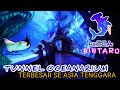 BXSEA OCEANARIUM BINTARO | WISATA RAMAH ANAK DI TANGERANG SELATAN