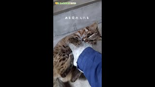 【東山動植物園公式】したる。〜ツシマヤマネコの赤ちゃん成長記〜《 ツシマヤマネコ 》