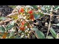 Berry Saltbush (Atriplex semibaccata) fruits are actually edible