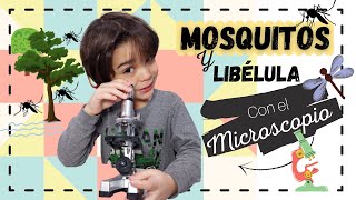 Mosquitos con un MICROSCOPIO PARA NIÑOS. Mundo  Nino. Ciencia para Niños de Galileo Galilei