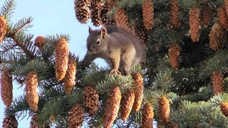 A Red Squirrel Harvesting Pine Cones