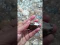 beautiful stone gem quartz jasper agate shorts