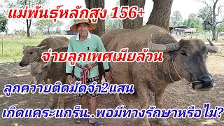 #EP9 #แม่บล็อกสายอุทัย100% สูง156+ จ่ายลูกแล้ว3ตัว เพศเมียทั้งหมด