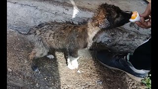 Abandoned Brown puppy eats boiled egg after rain \u0026 light snowfall | Mountain Village #animals #uk