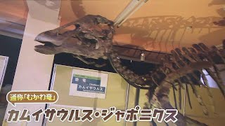 場所が狭くてしっぽを展示できない…新種の恐竜「カムイサウルス・ジャポニクス」が発掘されたマチで新たな博物館誕生へ　北海道むかわ町