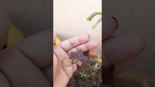 गुलाब के प्लांट की नयी ग्रोथ का ऐसे रखे ध्यान rose plant care #shorts #viral