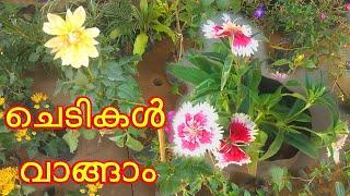 വെറൈറ്റി ചെടികൾ  ഉള്ള ഒരു നഴ്‌സറി | Plant Nursery visit in Kerala|