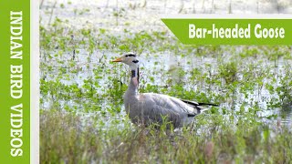 The Bar-headed Goose (Anser indicus) - Indian Bird Videos