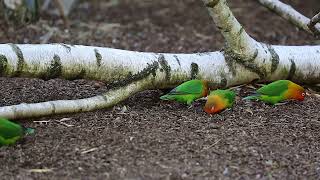 Budgies Parakeets Parrots