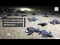 olive ridley turtles mate at rushikulya