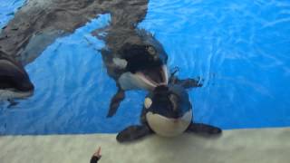 The Kasatka Family - May 18 2014 - SeaWorld San Diego