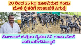 20 ರಿಂದ 25 kg ತೂಕವಿರುವ ಗಂಡು ಮೇಕೆ ರೈತರಿಗೆ ಸಾಕಾಣಿಕೆ ಸಿಗುತ್ತೆ | ಕೋಲಾರ್ ರೈತರು 80 ಖರೀದಿಸಿದ್ದಾರೆ