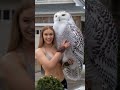 Beautiful Giant Snowy Owl Super Docile #animals #shorts