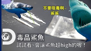 鯊魚：我們現在真的HIGH到不行！如果鯊魚吸毒了，會有什麼反應呢？《2023鯊魚週：毒品鯊魚》