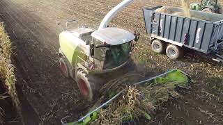 Claas Jaguar 970 mit Orbis 900 beim Mais häckseln mit Arion und Axion