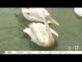 tracy aviary welcomes new dalmatian pelicans