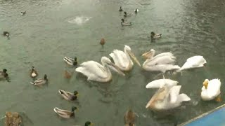 Tracy Aviary welcomes new Dalmatian pelicans