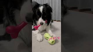 おもちゃを取ろうとしたら、必死で阻止してくる愛犬 #shorts