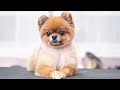 💖给小博美洗洗澡剪个可爱的造型💖‖ the best behaved dog ever ‖ pet groomer ‖ 寵物美容