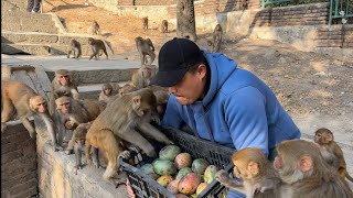 Feeding mango banana and apple to monkeys and helping street dogs