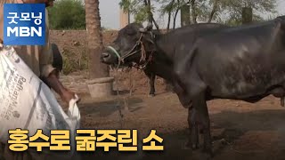 [굿모닝월드] 홍수로 굶주린 소 [굿모닝 MBN]