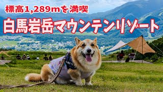 【白馬岩岳マウンテンリゾート】初めて白馬に行ったら、想像以上に楽しかったコーギーと飼い主