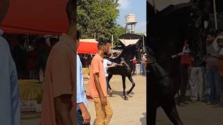 aggressive horse in nabha mandi 🔥 2023 #shortsyoutube #reels #trending #viral #horselover