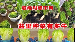 You can grow cabbage and radish in a bucket没有菜地也能种菜！萝卜大白菜 小青菜等各种蔬菜都可以这样种，堆肥料集中还能防虫！