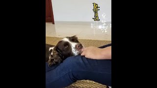 夢裡有媽媽的味道……#萌寵日常記錄 #史賓格犬#我家毛孩子#shorts【靚仔日記】