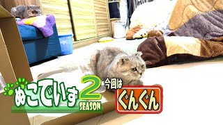 【箱があればとりあえず入ってみる猫はいませんか】とらっぷあるにゃ