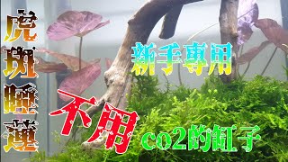 #水草設缸翻缸篇5~打造一個新手專用不用co2 超簡單虎斑睡蓮水草缸~Aquarium without CO2