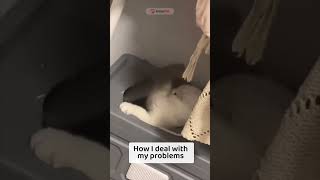 How my cat deals with problems | AmarPet #adorablemeows #cat #petkit