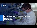 Establishing Stable Binary Cultures-Symbiotic Saccharibacteria From Oral Cavity l Protocol Preview