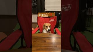 飼主が出張でお留守番をするビーグル犬 #beagle #いぬ #dog