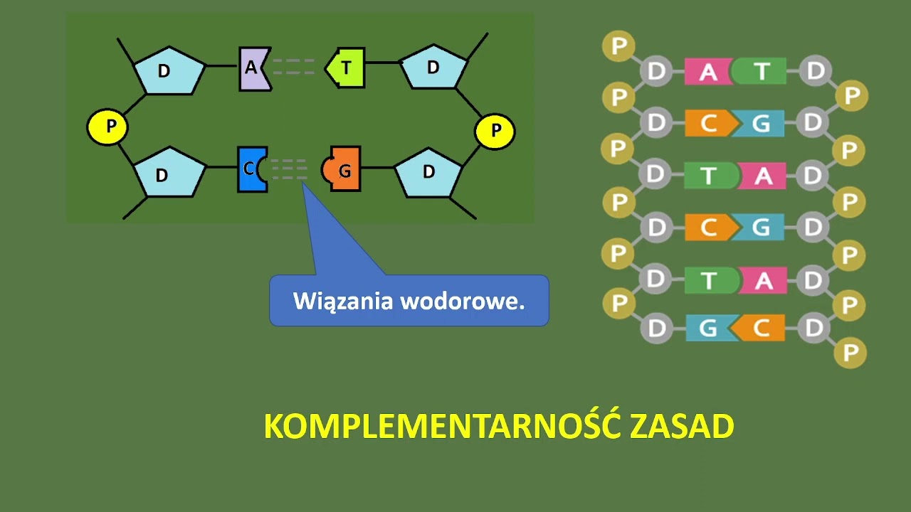 KWASY NUKLEINOWE.. Budowa DNA. Replikacja DNA - YouTube