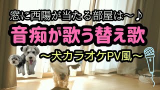 【替え歌】犬カラオケPV風〜ルゥの一発ものまね　ミニチュアシュナウザー\u0026マルーキー