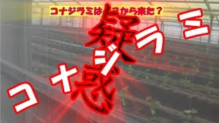 苗と害虫はセット販売なのか？定植直後！／Cucumber seedings and whitefly ?／きゅうり農家／きゅうり栽培／愉快なshata農園