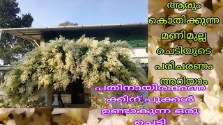 manimulla care tips|| മണിമുല്ല വളർത്തുന്നത് എങ്ങിനെ.||beautiful creeper plant||#malayalam