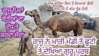 ਰਾਜੂ ਨੇ ਦਖਾਈ ਬੋਤੀ ਤੇ ਮਾਰੀ ਮੰਡੀ ਤੋਂ ਛੂਟੀ @RajuGoatFarm #goats #viral ||camel ||goat