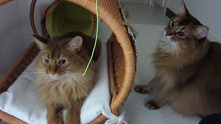 ソマリのゴムひも遊び (Somali Cat Sister and Brother)